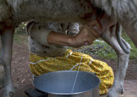Sheep milk