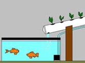 Aquaponics