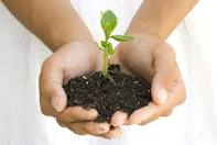 Plant in hands