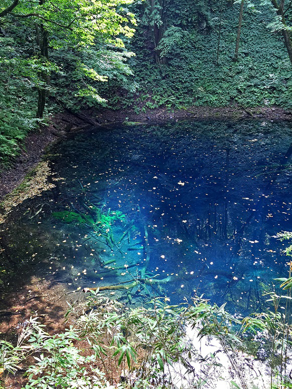 青森県の青池