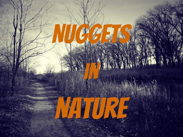 Nuggets In Nature - Click to view video channel