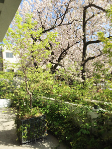 桜咲く合羽坂テラス