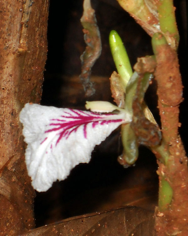 A cardamom flower
