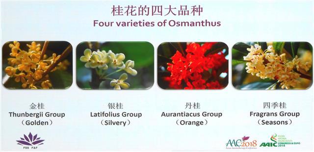 Osmanthus Cultivars