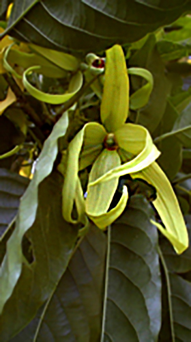 Ylang Ylang