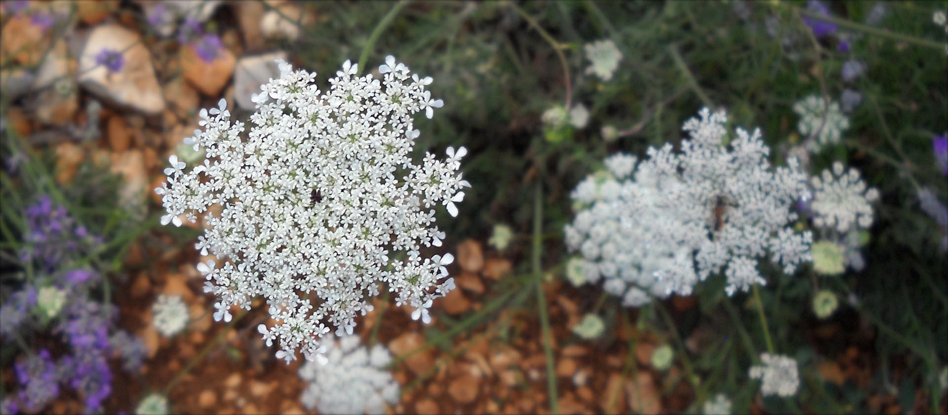 Karo Karounde Flowers