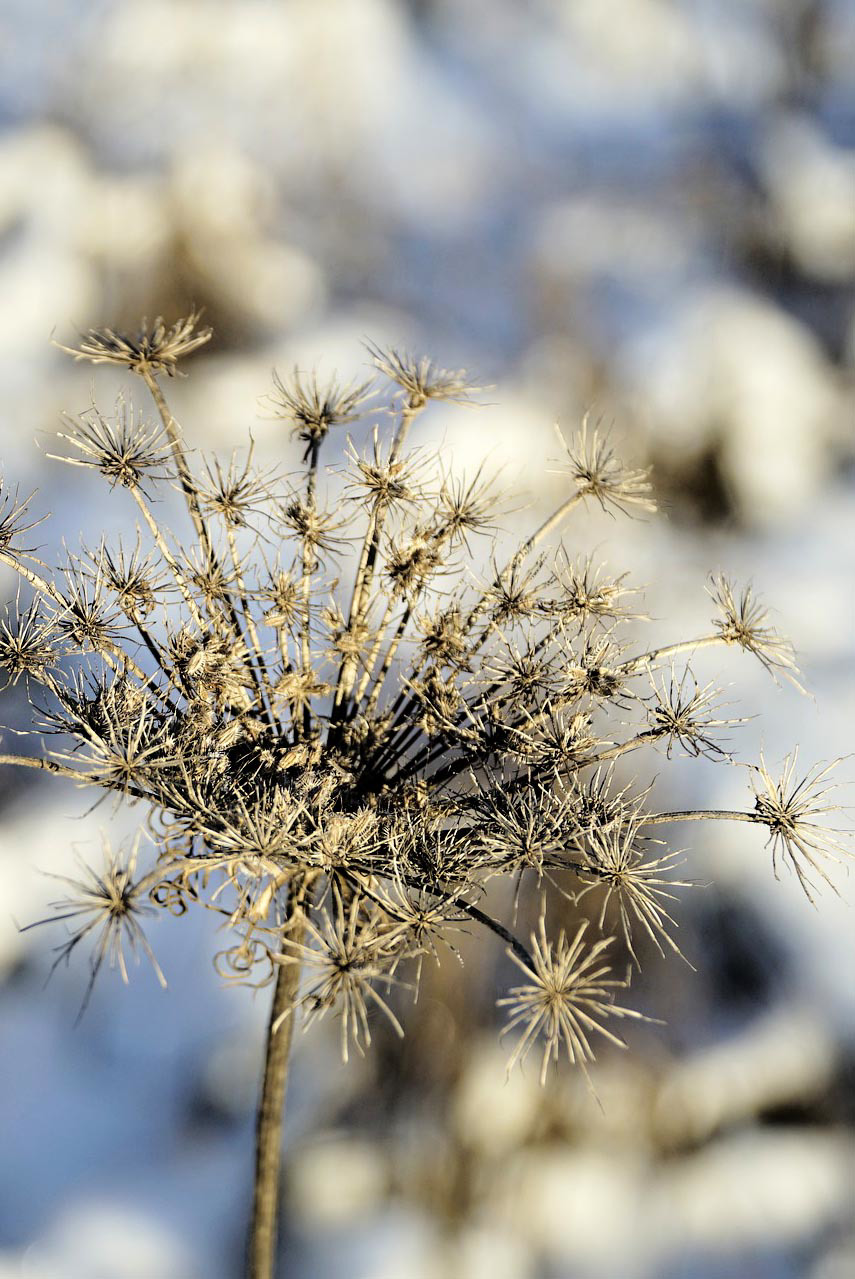 Seeds ready to tumble away