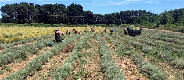Harvesting in Balagne