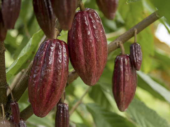 comunicacion@redceres.org