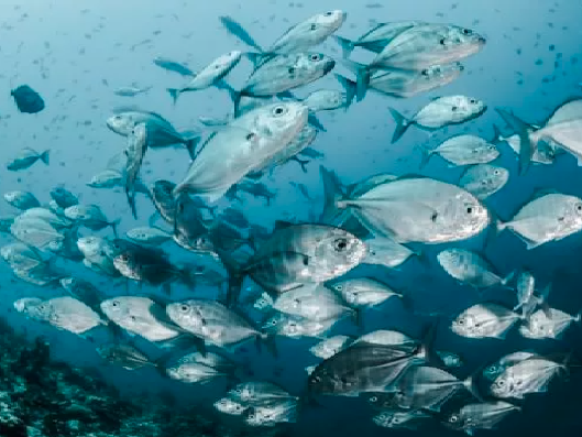 comunicacion@redceres.org