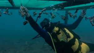 comunicacion@redceres.org