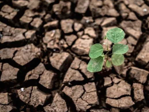 comunicacion@redceres.org