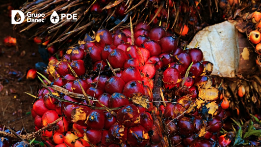 comunicacion@redceres.org