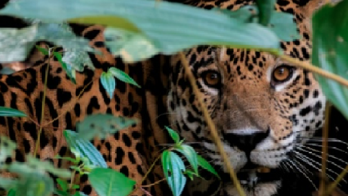 comunicacion@redceres.org