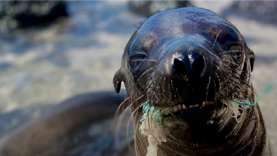 comunicacion@redceres.org