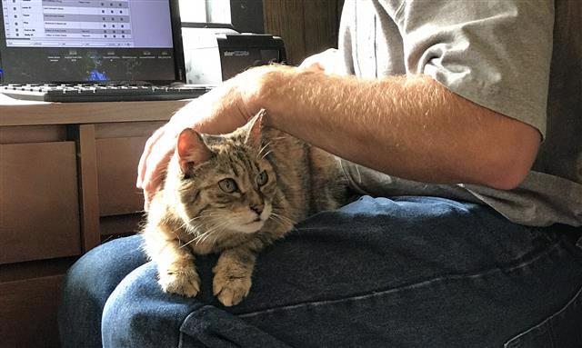 Your cat can sit on your lap and help you