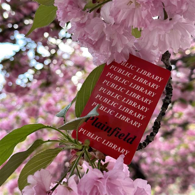 image of library card among cherry blossoms