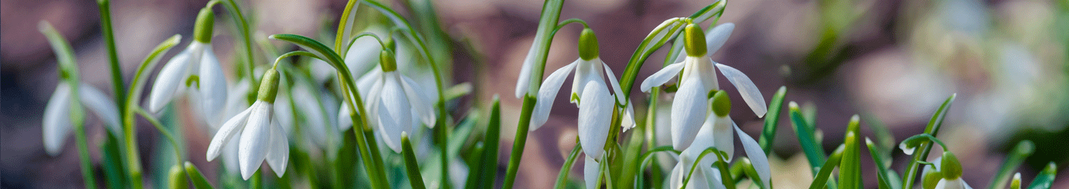 snowdrops