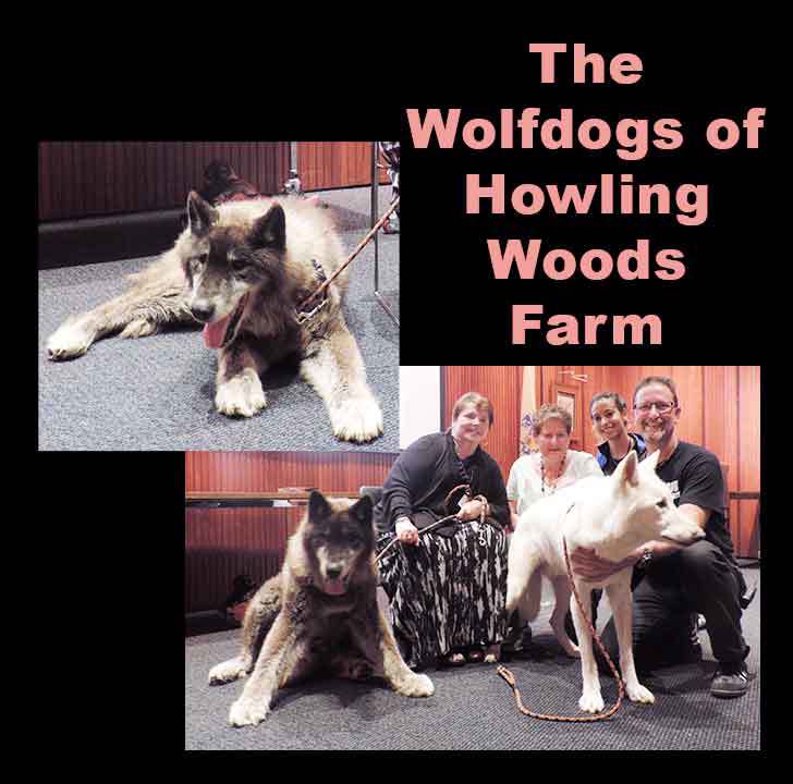 Wolfdogs of Howling Woods Farm