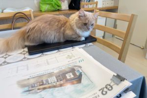 エーピーエヌプロジェクト