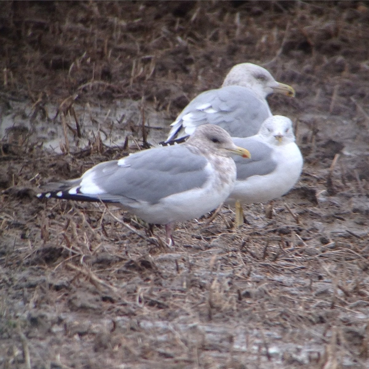 Adult Iceland “Thayer’s” Gull found by Jeremy Hatt and Kory Renaud on December 29, 2015 – photo by Jeremy Hatt