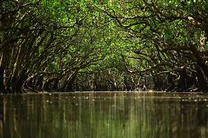 Amamioshima Mangrove Forest