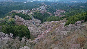Kirschblüte in Kansai