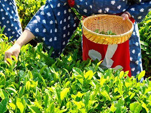 Grüner Tee in Japan