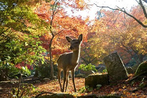 Momiji-dani-koen-Park