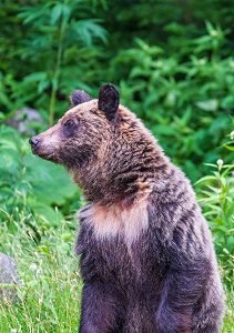 Braunbär in Shiretoko