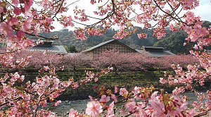 Kawazu Sakura